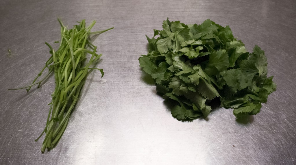 Coriander_Leaves_and_Stem